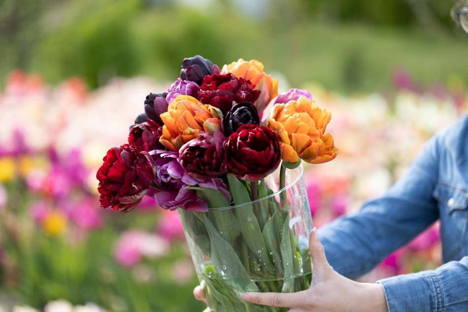 'Hidden Gem' tulpanblandning